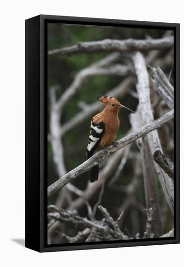 African Hoopoe 01-Bob Langrish-Framed Premier Image Canvas