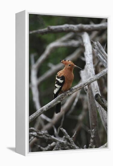 African Hoopoe 01-Bob Langrish-Framed Premier Image Canvas