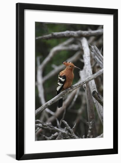 African Hoopoe 01-Bob Langrish-Framed Photographic Print