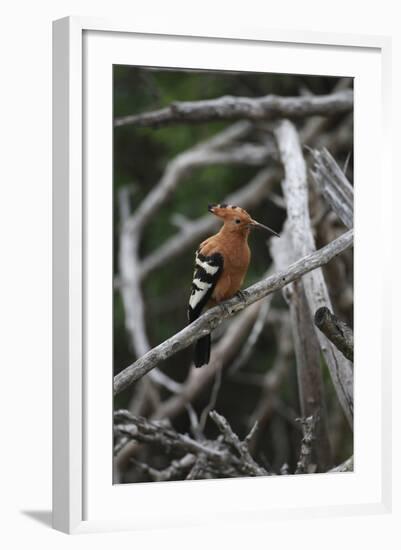 African Hoopoe 01-Bob Langrish-Framed Photographic Print