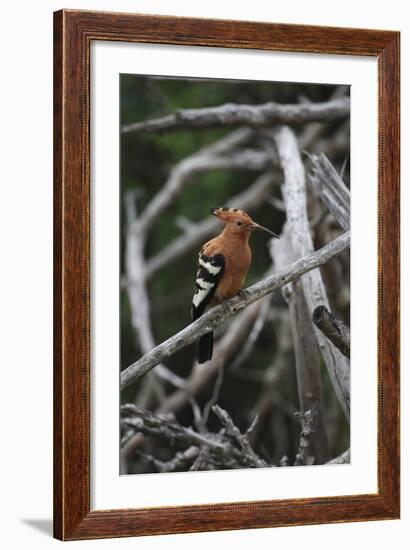 African Hoopoe 01-Bob Langrish-Framed Photographic Print