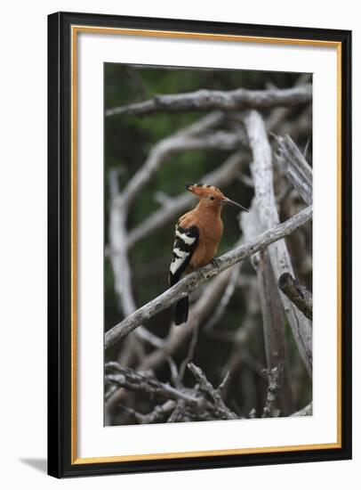 African Hoopoe 01-Bob Langrish-Framed Photographic Print