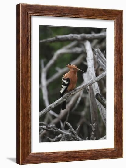 African Hoopoe 01-Bob Langrish-Framed Photographic Print