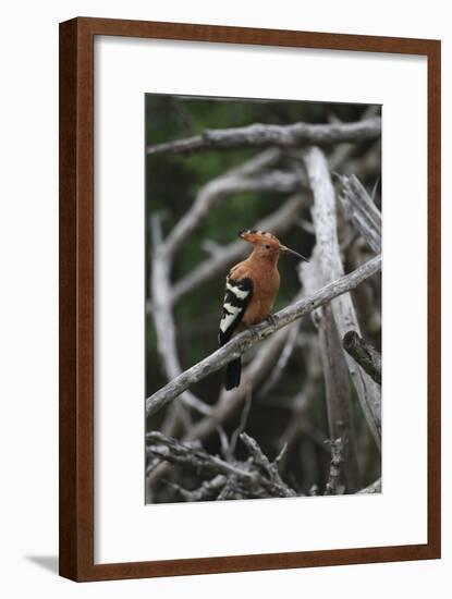 African Hoopoe 01-Bob Langrish-Framed Photographic Print