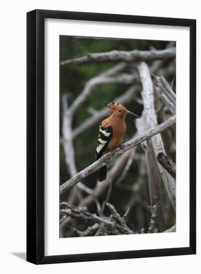 African Hoopoe 01-Bob Langrish-Framed Photographic Print