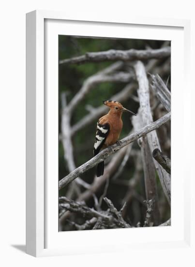 African Hoopoe 01-Bob Langrish-Framed Photographic Print