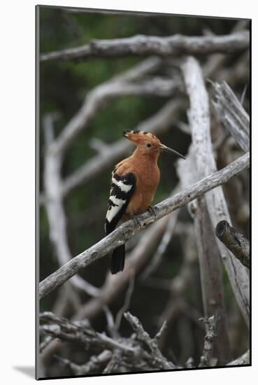 African Hoopoe 01-Bob Langrish-Mounted Photographic Print