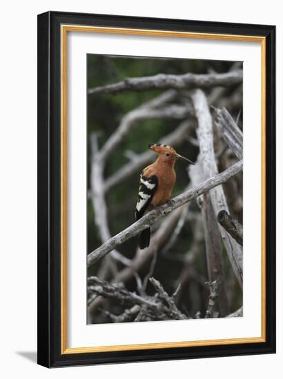 African Hoopoe 01-Bob Langrish-Framed Photographic Print