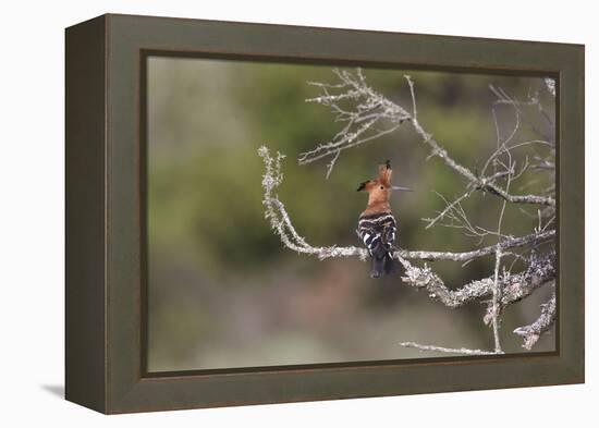 African Hoopoe 02-Bob Langrish-Framed Premier Image Canvas