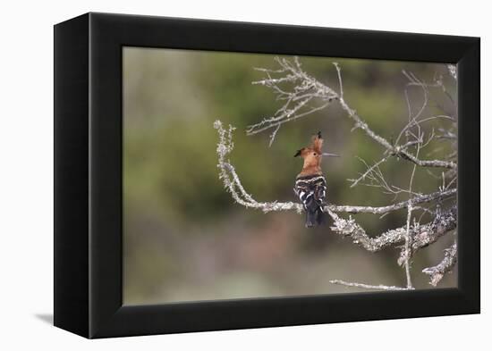 African Hoopoe 02-Bob Langrish-Framed Premier Image Canvas