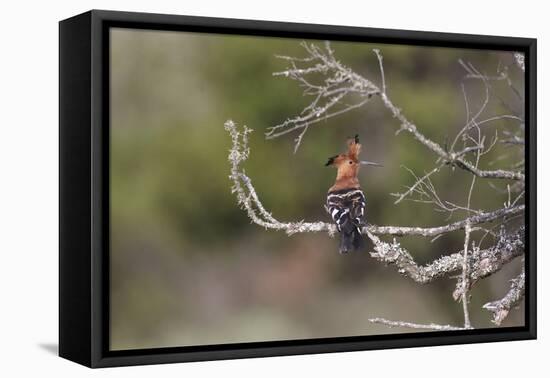 African Hoopoe 02-Bob Langrish-Framed Premier Image Canvas