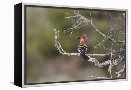 African Hoopoe 02-Bob Langrish-Framed Premier Image Canvas