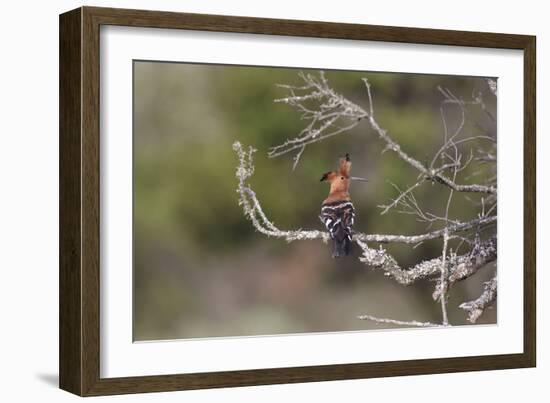 African Hoopoe 02-Bob Langrish-Framed Photographic Print