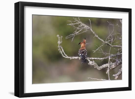 African Hoopoe 02-Bob Langrish-Framed Photographic Print