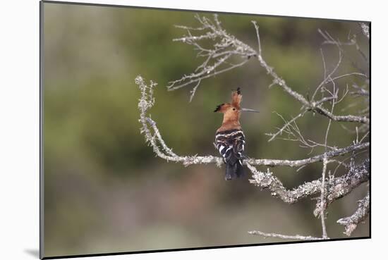 African Hoopoe 02-Bob Langrish-Mounted Photographic Print