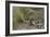 African Hoopoe 02-Bob Langrish-Framed Photographic Print