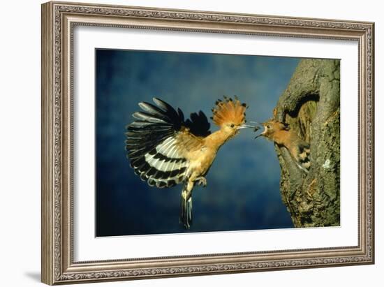 African Hoopoe in Flight Feeding Brooding Partner-null-Framed Photographic Print