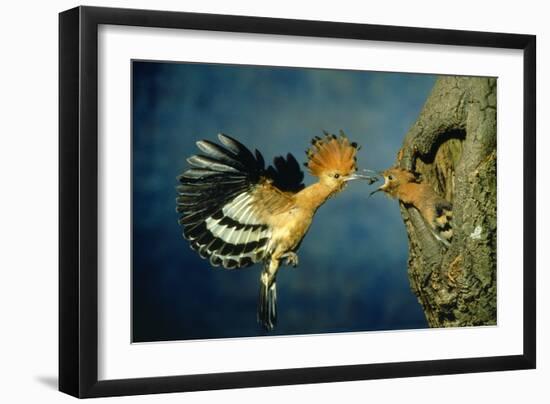African Hoopoe in Flight Feeding Brooding Partner-null-Framed Photographic Print