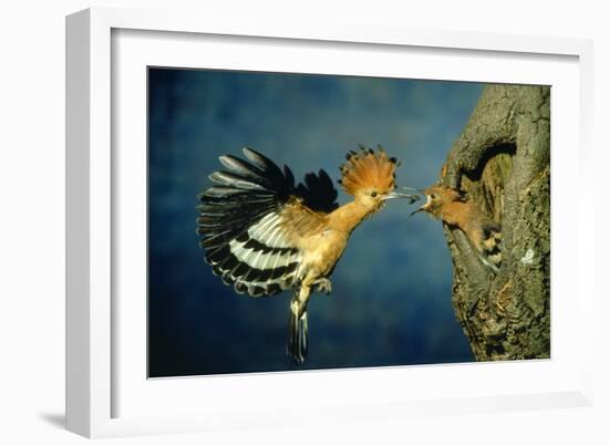 African Hoopoe in Flight Feeding Brooding Partner-null-Framed Photographic Print