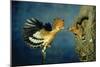 African Hoopoe in Flight Feeding Brooding Partner-null-Mounted Photographic Print