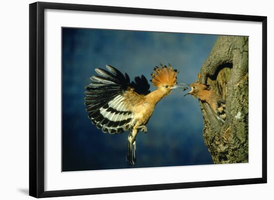 African Hoopoe in Flight Feeding Brooding Partner-null-Framed Photographic Print