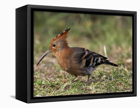 African Hoopoe (Upupa Africana), Pilanesberg National Park, South Africa, Africa-James Hager-Framed Premier Image Canvas