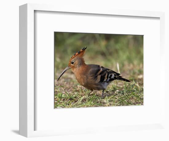 African Hoopoe (Upupa Africana), Pilanesberg National Park, South Africa, Africa-James Hager-Framed Photographic Print
