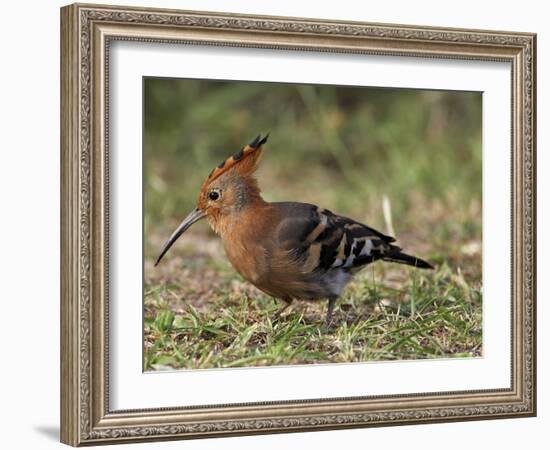 African Hoopoe (Upupa Africana), Pilanesberg National Park, South Africa, Africa-James Hager-Framed Photographic Print