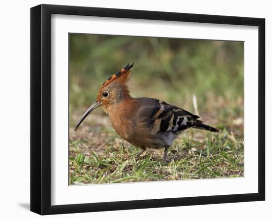 African Hoopoe (Upupa Africana), Pilanesberg National Park, South Africa, Africa-James Hager-Framed Photographic Print