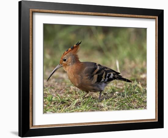 African Hoopoe (Upupa Africana), Pilanesberg National Park, South Africa, Africa-James Hager-Framed Photographic Print