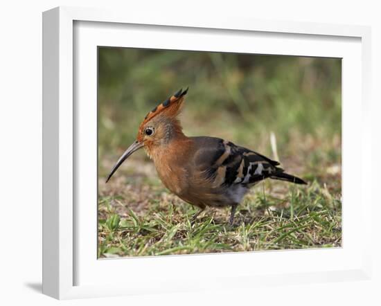 African Hoopoe (Upupa Africana), Pilanesberg National Park, South Africa, Africa-James Hager-Framed Photographic Print