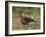 African Hoopoe (Upupa Africana), Pilanesberg National Park, South Africa, Africa-James Hager-Framed Photographic Print