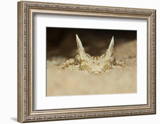 African Horned Viper (Cerastes Cerastes), Captive-Claudio Contreras-Framed Photographic Print