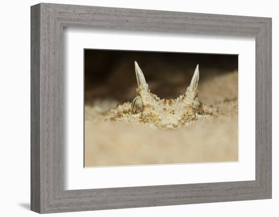 African Horned Viper (Cerastes Cerastes), Captive-Claudio Contreras-Framed Photographic Print