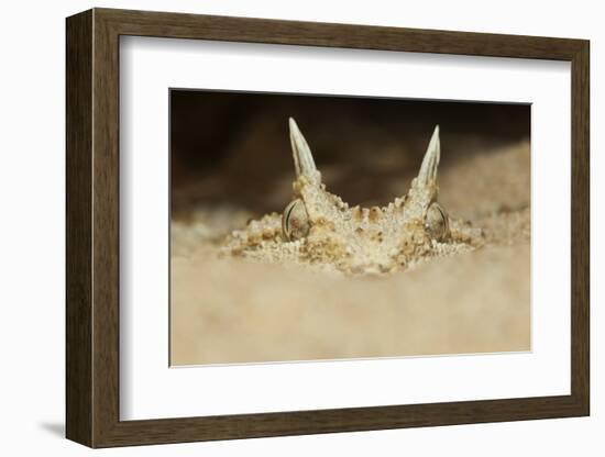 African Horned Viper (Cerastes Cerastes), Captive-Claudio Contreras-Framed Photographic Print