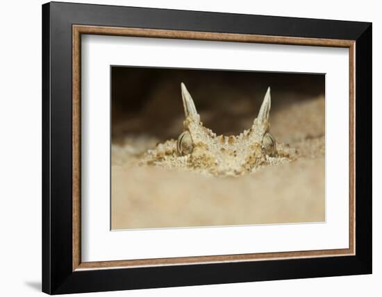 African Horned Viper (Cerastes Cerastes), Captive-Claudio Contreras-Framed Photographic Print