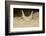 African Horned Viper (Cerastes Cerastes), Captive-Claudio Contreras-Framed Photographic Print