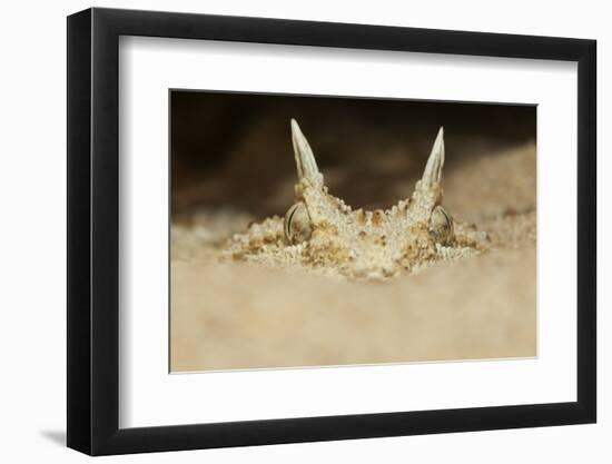 African Horned Viper (Cerastes Cerastes), Captive-Claudio Contreras-Framed Photographic Print