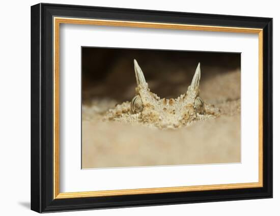 African Horned Viper (Cerastes Cerastes), Captive-Claudio Contreras-Framed Photographic Print