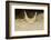 African Horned Viper (Cerastes Cerastes), Captive-Claudio Contreras-Framed Photographic Print