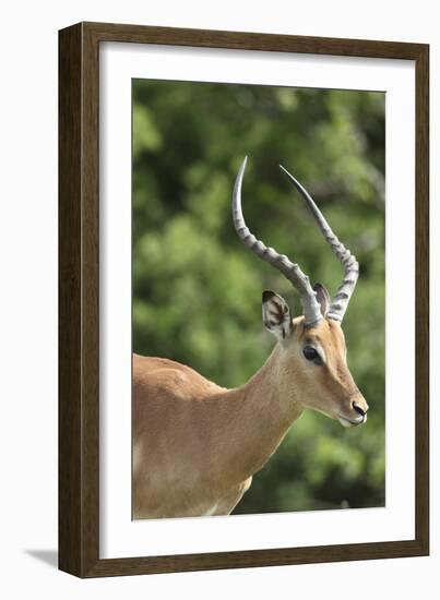 African Impala 09-Bob Langrish-Framed Photographic Print