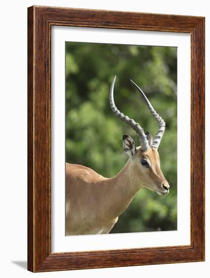 African Impala 09-Bob Langrish-Framed Photographic Print