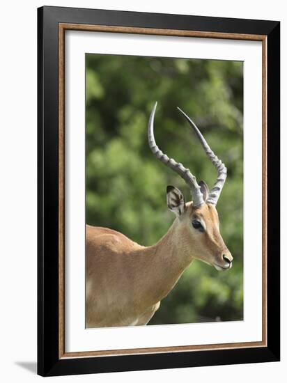 African Impala 09-Bob Langrish-Framed Photographic Print