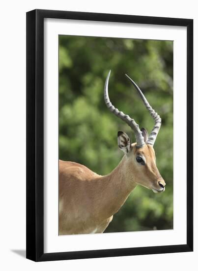 African Impala 09-Bob Langrish-Framed Photographic Print