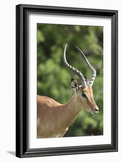 African Impala 09-Bob Langrish-Framed Photographic Print