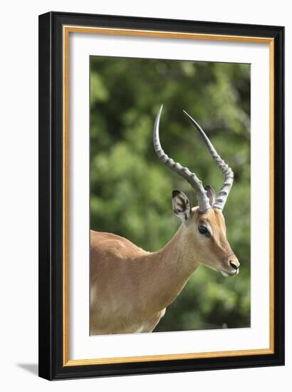 African Impala 09-Bob Langrish-Framed Photographic Print