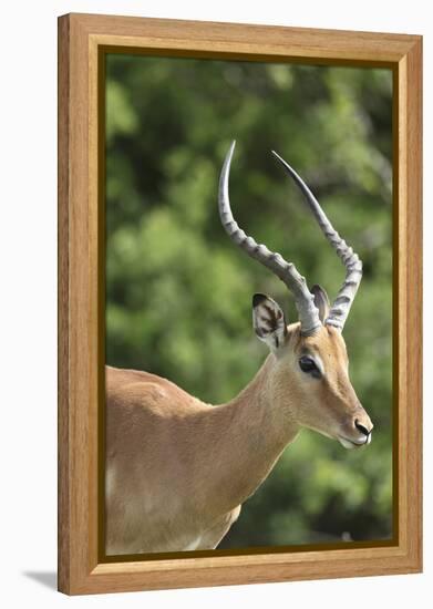 African Impala 09-Bob Langrish-Framed Premier Image Canvas