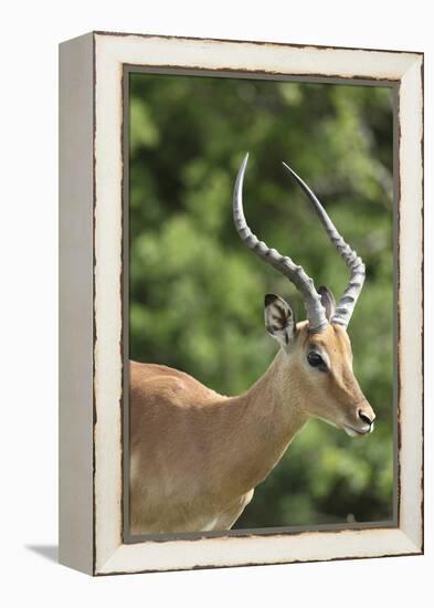 African Impala 09-Bob Langrish-Framed Premier Image Canvas