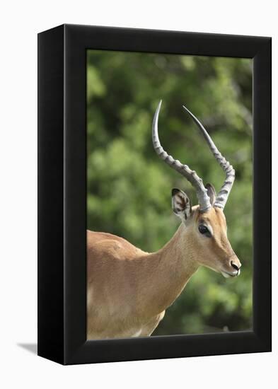 African Impala 09-Bob Langrish-Framed Premier Image Canvas