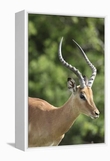 African Impala 09-Bob Langrish-Framed Premier Image Canvas